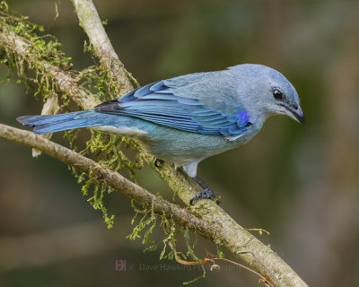 AZURE-SHOULDERED TANAGER