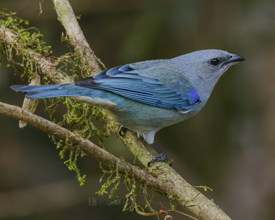 AZURE-SHOULDERED TANAGER