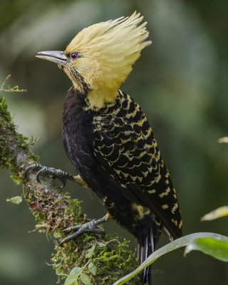 BLOND-CRESTED WOODPECKER 