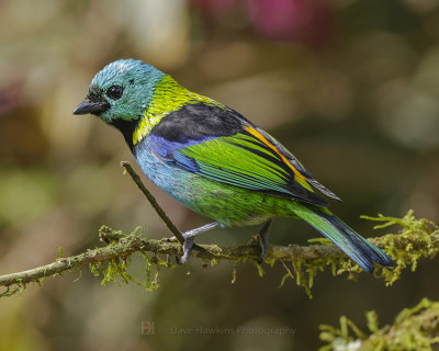 GREEN-HEADED TANAGER