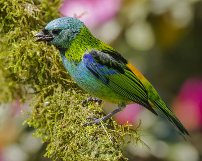 GREEN-HEADED TANAGER