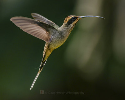 SCALE-THROATED HERMIT