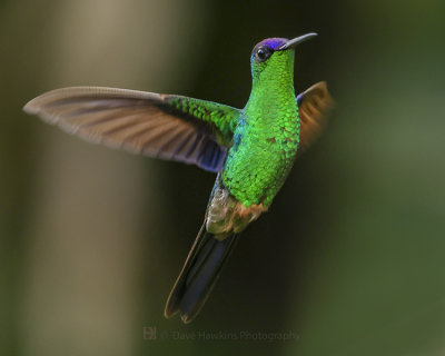 VIOLET-CAPPED WOODNYMPH