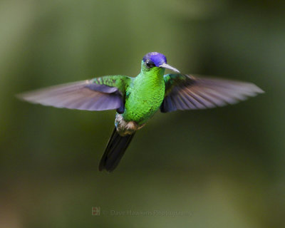 VIOLET-CAPPED WOODNYMPH