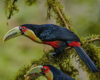 RED-BREASTED TOUCAN