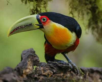 RED-BREASTED TOUCAN