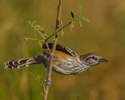 RUSTY-BACKED ANTWREN ♀