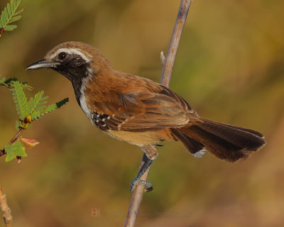 RUSTY-BACKED ANTWREN