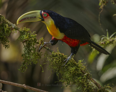 RED-BREASTED TOUCAN
