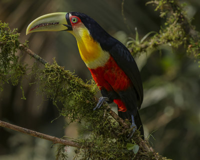 RED-BREASTED TOUCAN