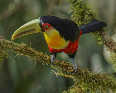 RED-BREASTED TOUCAN