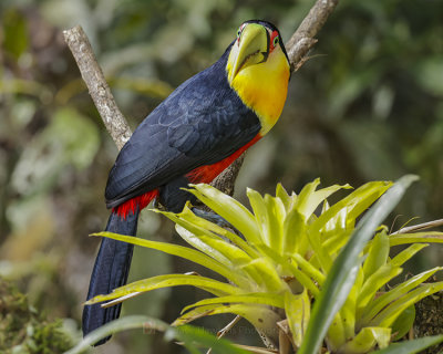 RED-BREASTED TOUCAN