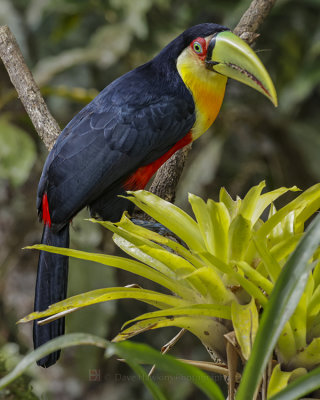 RED-BREASTED TOUCAN