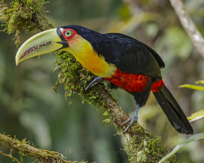 RED-BREASTED TOUCAN