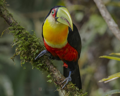 RED-BREASTED TOUCAN