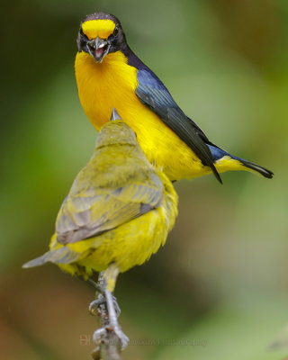 VIOLACEOUS EUPHONIA (male and female)