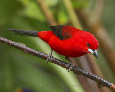 BRAZILIAN TANAGER