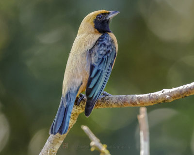 BURNISHED-BUFF TANAGER