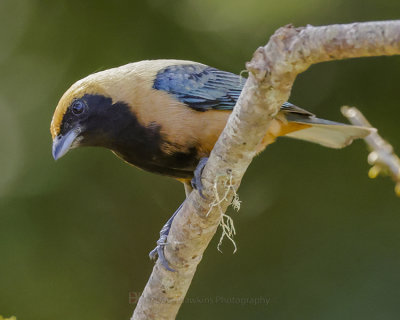BURNISHED-BUFF TANAGER