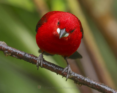 BRAZILIAN TANAGER