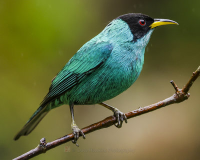 GREEN HONEYCREEPER