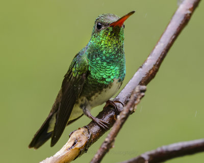 GLITTERING-THROATED EMERALD