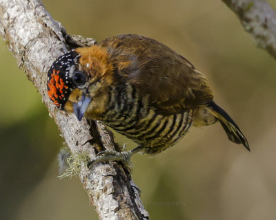OCHRE-COLLARED PICULET
