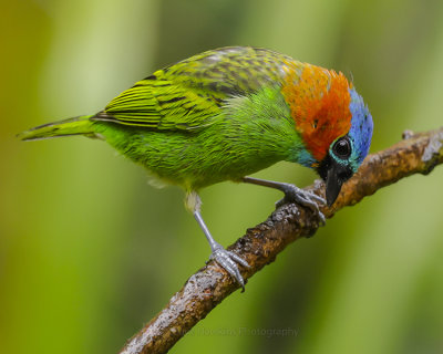 RED-NECKED TANAGER