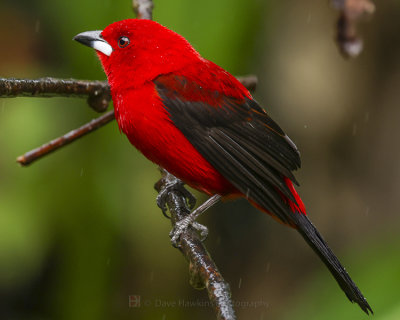 BRAZILIAN TANAGER