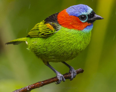 RED-NECKED TANAGER