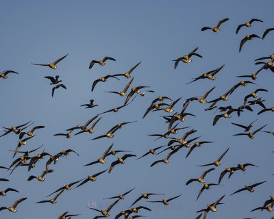 GREATER WHITE-FRONTED GOOSE