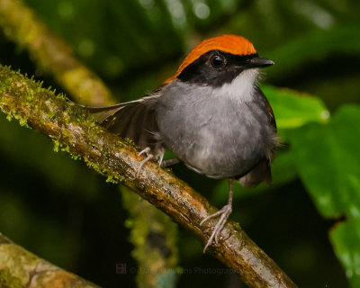 BLACK-CHEEKED GNATEATER