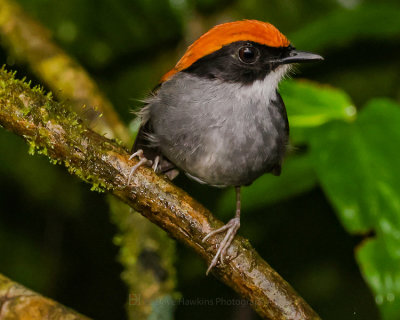 BLACK-CHEEKED GNATEATER