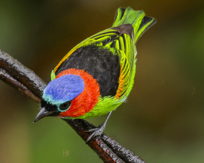 RED-NECKED TANAGER