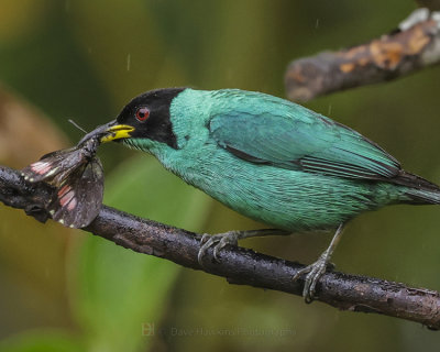 GREEN HONEYCREEPER