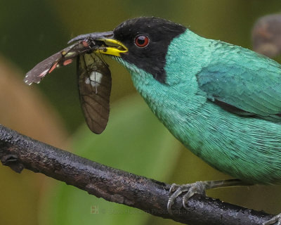 GREEN HONEYCREEPER