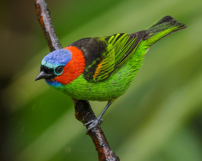 RED-NECKED TANAGER