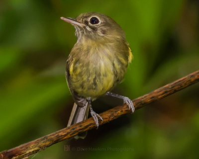 EYE-RINGED TODY-TYRANT
