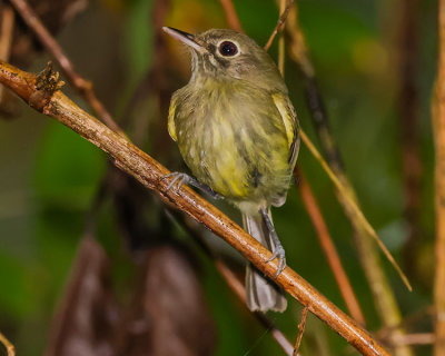 EYE-RINGED TODY-TYRANT