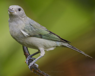 SAYACA TANAGER