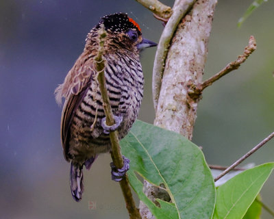 WHITE-BARRED PICULET