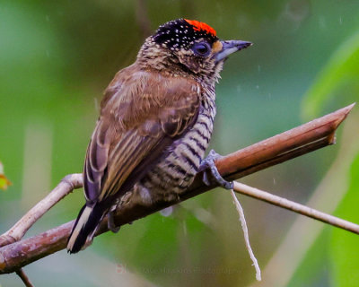 WHITE-BARRED PICULET