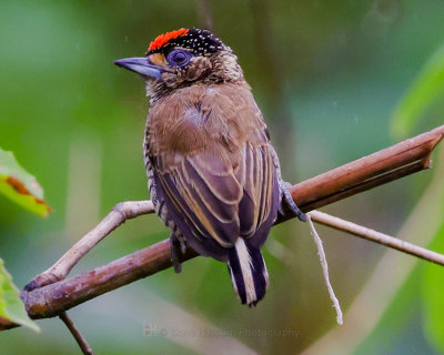 WHITE-BARRED PICULET