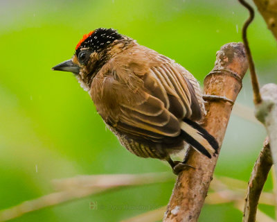 WHITE-BARRED PICULET