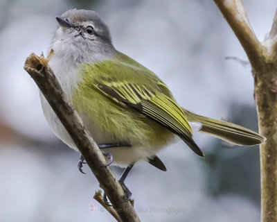 GRAY-CAPPED TYRANNULET