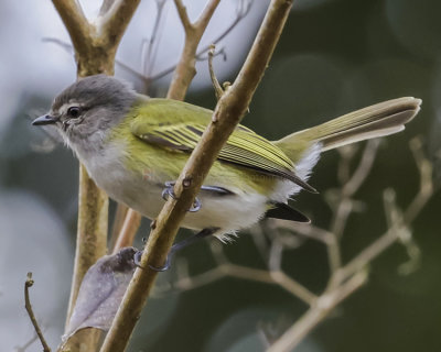GRAY-CAPPED TYRANNULET
