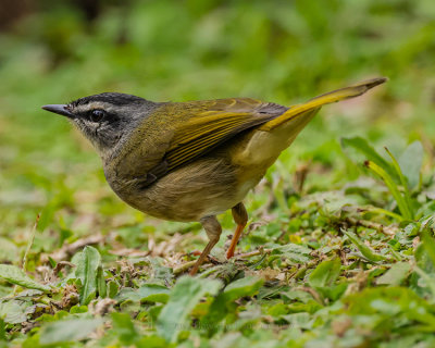 NEOTROPICAL RIVER WARBLER
