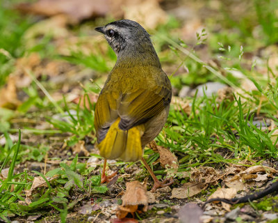 NEOTROPICAL RIVER WARBLER