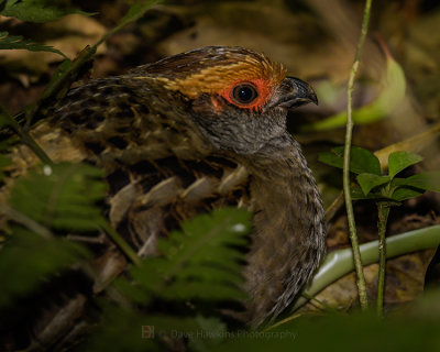 SPOT-WINGED WOOD QUAIL