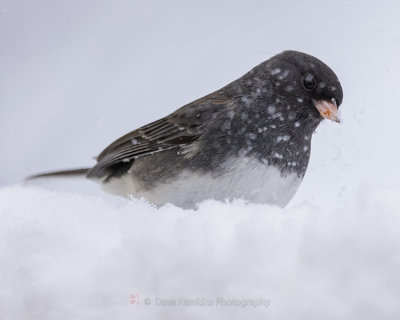 DARK-EYED JUNCO